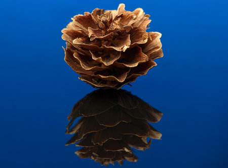 Closeup dry plant conifer cone with reflection on a blue acrylic boardの写真素材