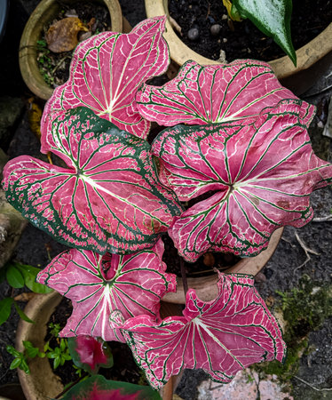 Caladium Thai Beauty in pots are arranged outside the yard.の写真素材