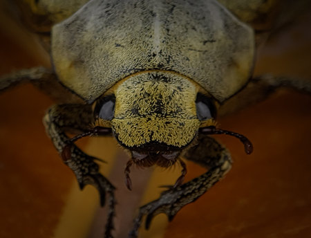 Closeup yellow bee face with blurry background