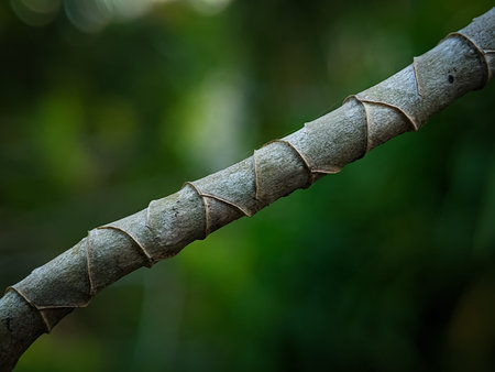 Close up of tree branches with a unique pattern on the branches a blurred background