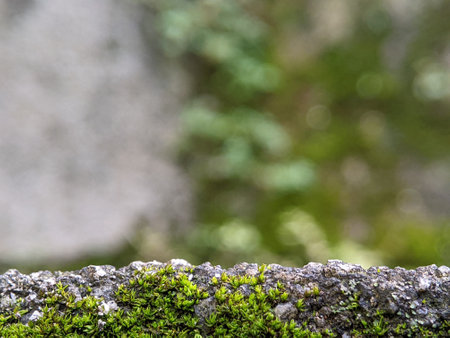 Nature background blured. Closeup green damp woods flora moss covered rocks.Can be used as a space for writing, text, pictures and others.の写真素材