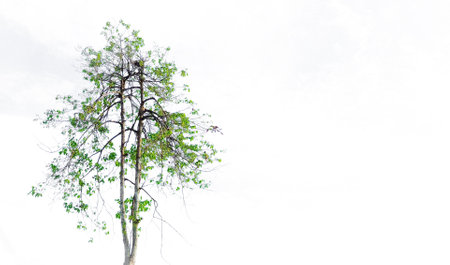 A green tree isolated on a white backgroundの写真素材