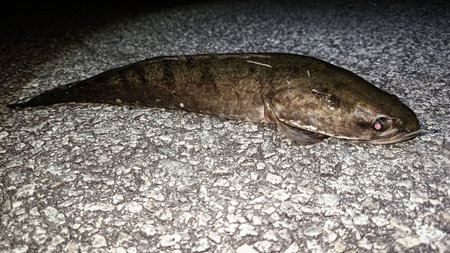 Closeup of a freshwater fish that was successfully caught by an angler