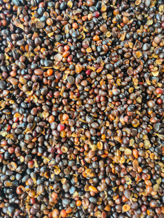 Closeup palm kernal seeds mixed with shell and uncrack palm kernal.