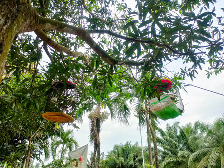 Two bird cages that have been hung from tree branches.の写真素材