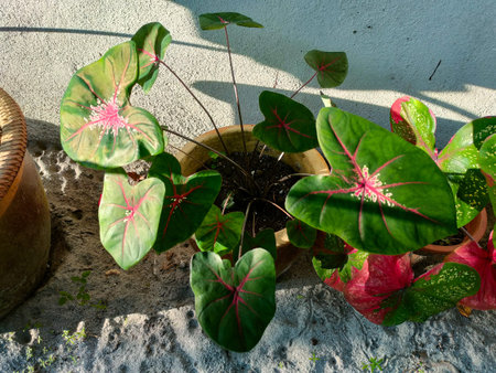 The plant in the image is a Caladium, also known as Angel Wingsbor Heart of Jesus.の写真素材