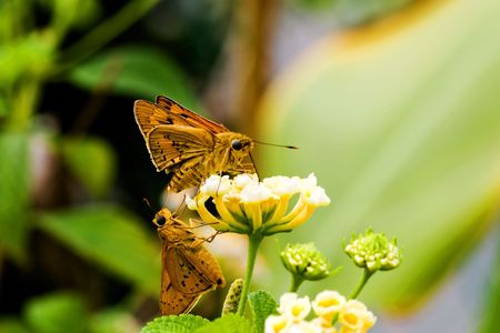 Fire Skipper Butterfly,の写真素材