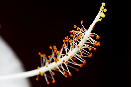 White Hisbiscusの写真素材