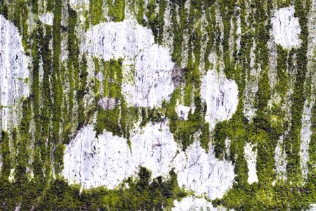 Tree Barkの写真素材