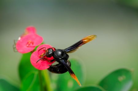 Bee Sucking Nectarの写真素材