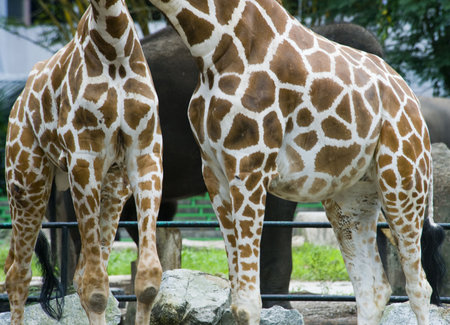Body shot of giraffe in a sanctuary.