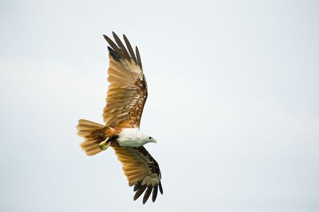 Brahminy Kite eagle soaring high in the sky.の写真素材