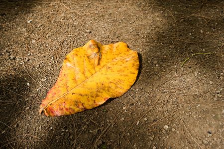 Picture of a fallen dried leaf on a groundの写真素材