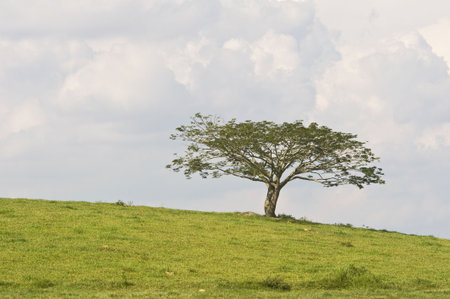 Single tree against cloudy backgroundの写真素材