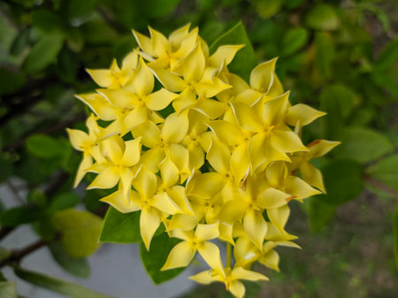 Yellow Ixora flower, close up view, in the morning.の写真素材