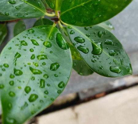 Rain droplets on the green leaf, just after rain has stopped, near the roadside.の写真素材
