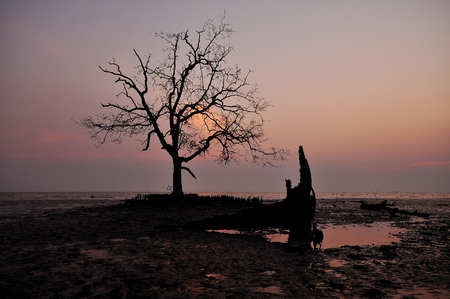 dry dead tree during sunsetの写真素材