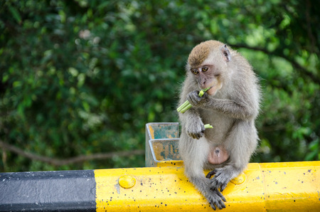 Eating monkeyの写真素材