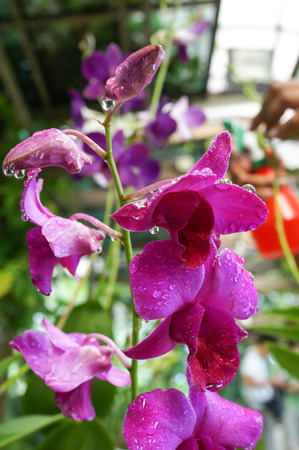 Orchidsの写真素材