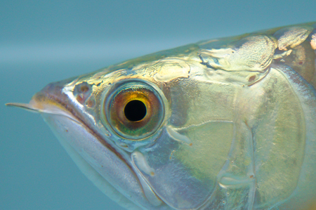 Arowana eye. Exotic pet, arowana.の写真素材
