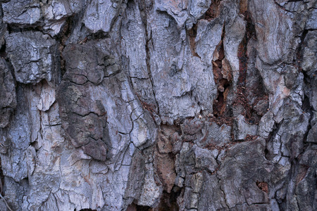 Old wood texture of tree bark. Vector illustration.の写真素材
