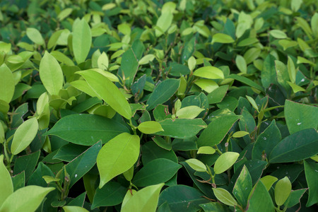 Conservation of environment concept. Green leaf texture.の写真素材