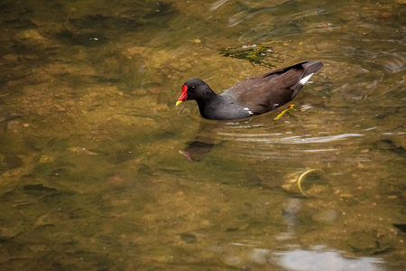 Common moorhen Gallinula chloropus, also known as the swamp chicken, is a bird species in the family Rallidae. It is distributed across many parts of the Old World.の写真素材