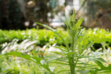 Conservation of environment concept. Green leaf texture.の写真素材