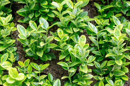 Conservation of environment concept. Green leaf texture.の写真素材