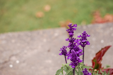 A velvet wild  flower in the garden.の写真素材