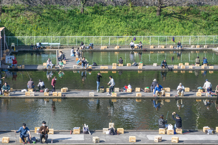 Tokyo, Japan. Nov 5, 2016. Fishing is activity of trying to catch fish. Technique for catching fish include spearing, netting and trapping. People at commercial fishing pond during weekend.のeditorial素材