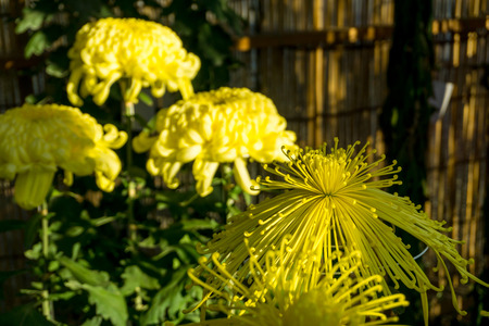 Beautiful wild flower. Nice flower background. Environment conservation concept. Tropical and nature.の写真素材