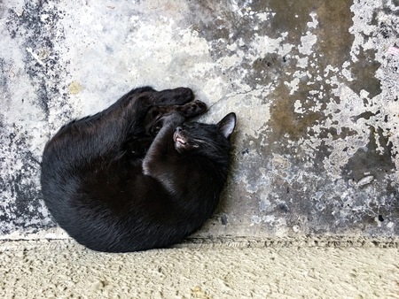 Urban and city environment concept. Stray cat sleeping on the street. Stray cat and street cat concept.の写真素材