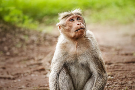 monkey looking up with tears