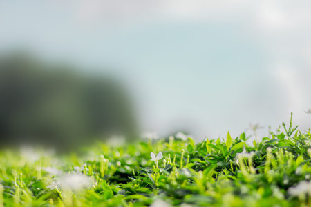 flowers on grass bed with blue sky background
