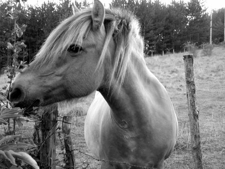 horse headの写真素材