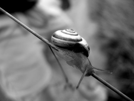 snail on stickの写真素材