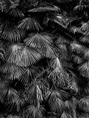 palm trees in the south of switzerlandの写真素材