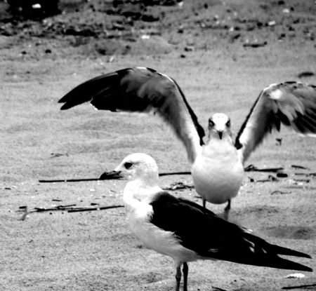 Bird before leavingの写真素材