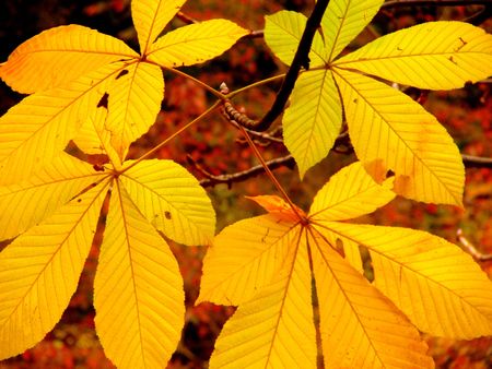 leaves in fallの写真素材