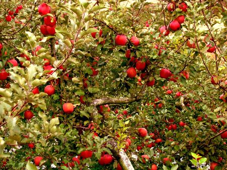 apple harvestの写真素材