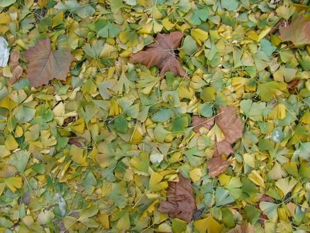 fall leavesの写真素材