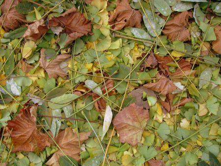 fall leavesの写真素材