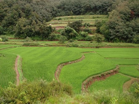 ricefield in south korea before harvestの写真素材
