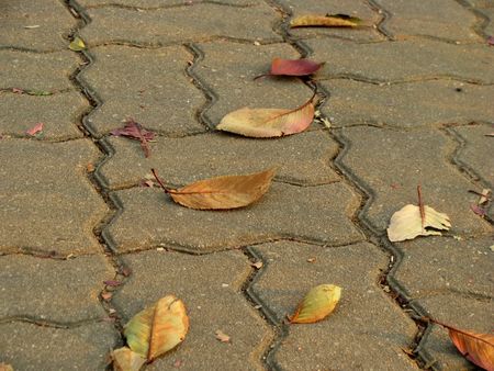 leaves on the florの写真素材