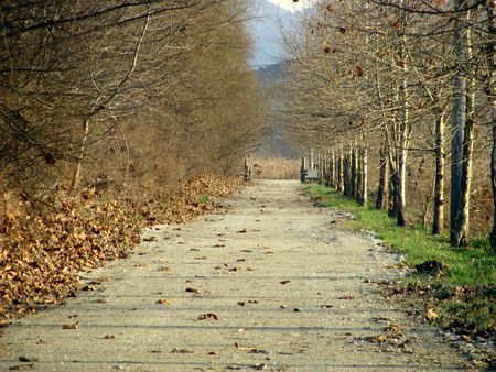 street surrounded by treesの写真素材