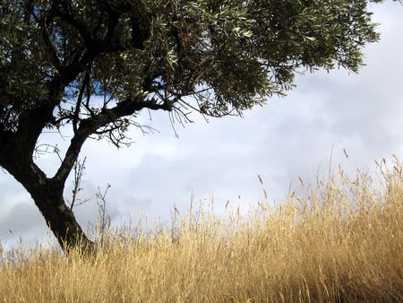 camino de santiagoの写真素材