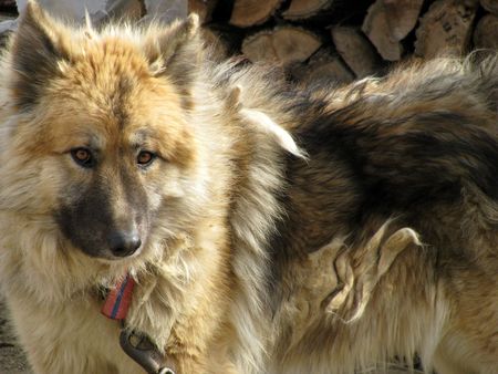 a dog with furry hairの写真素材
