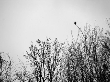 a black plastic bag hanging on a thin branchの写真素材