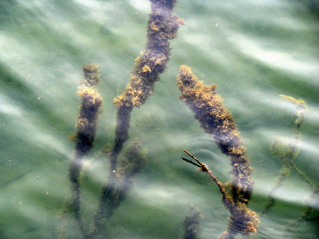 plants under the water in the lake showing its ripples
